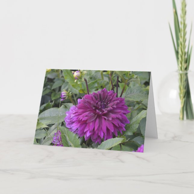 Anteckningskort med lila dahlia i trädgård (Framsida)
