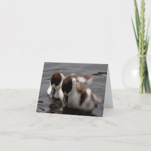 Anteckningskort: Shelduck Chick 4 Kort
