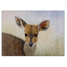 Antelope Bushbuck Young African Hjort Teckning