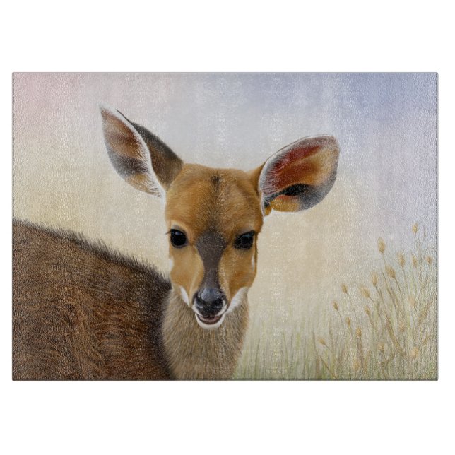 Antelope Bushbuck Young African Hjort Teckning (Framsidan)
