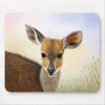 Antelope Bushbuck Young African Hjort Teckning