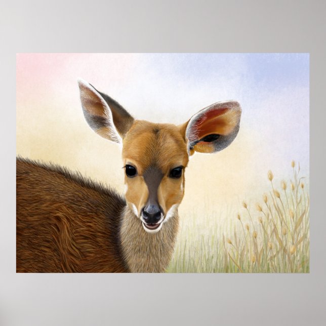 Antelope Bushbuck Young African Hjort Teckning Poster (Framsidan)