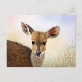 Antelope Bushbuck Young African Hjort Teckning Vykort