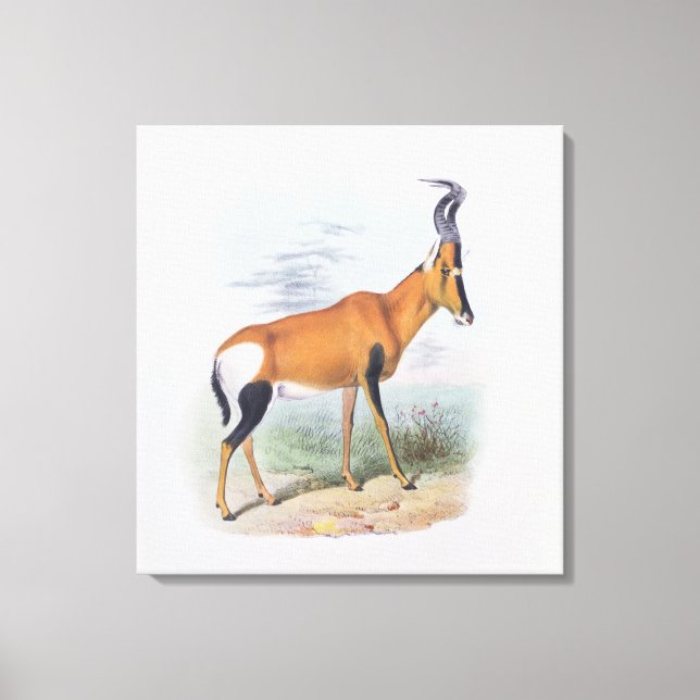 Antelope, från "Antelopes Bok". Canvastryck (Framsida)