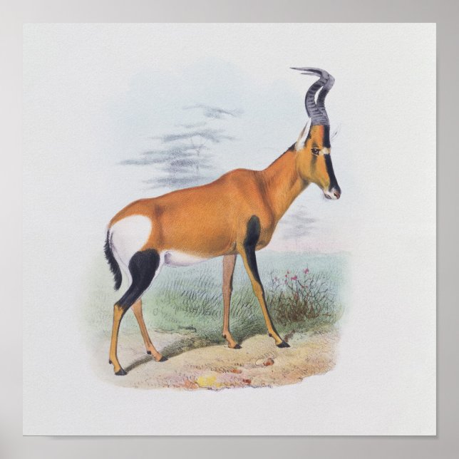 Antelope, från "Antelopes Bok". Poster (Framsidan)