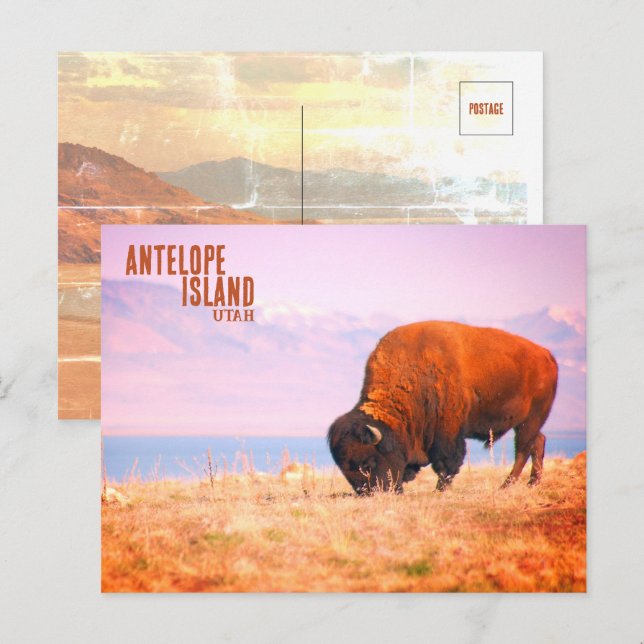 Antelope Island Bison Vykort (Fram/baksida)