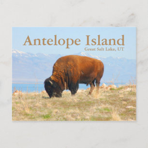 Antelope Island, Underbara Salt Sjö, Utah-vykort Vykort