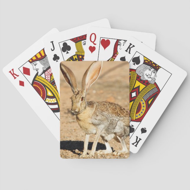 Antelope jackrabbit porträtt, Arizona Casinokort (Baksidan)