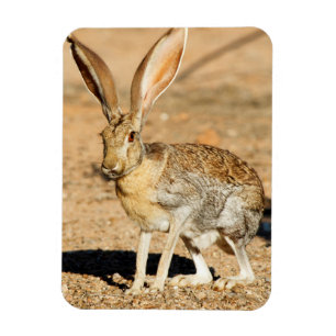 Antelope jackrabbit porträtt, Arizona Magnet