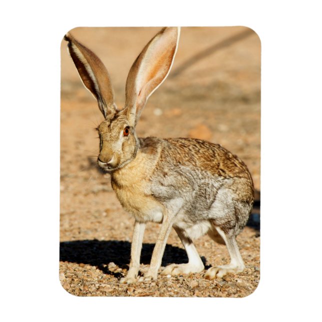 Antelope jackrabbit porträtt, Arizona Magnet (Vertikal)