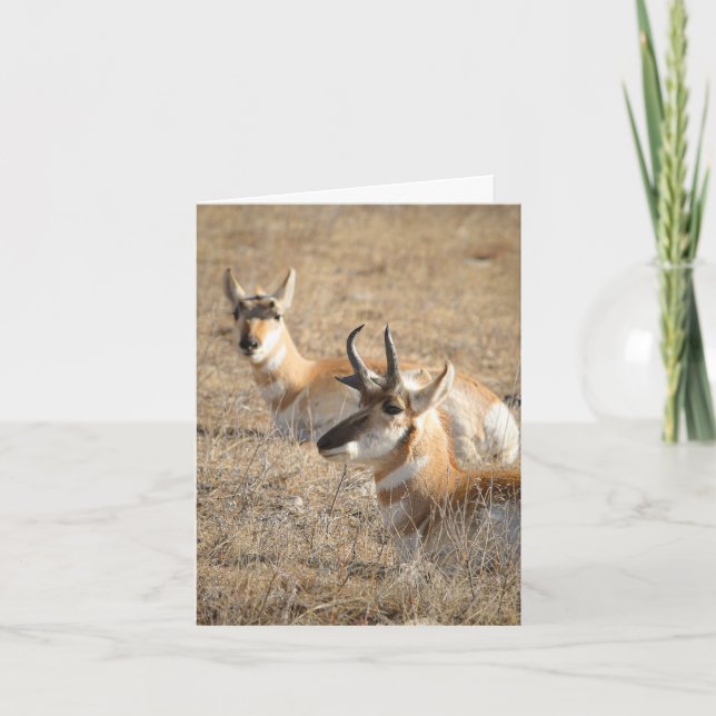 Antelope Morning - Thank You Card Kort (Framsida)