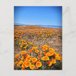 Antelope Valley California Poppy Reserve Vykort