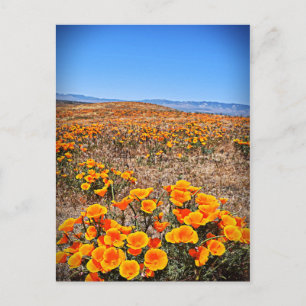 Antelope Valley California Poppy Reserve Vykort