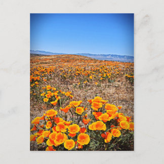 Antelope Valley California Poppy Reserve Vykort