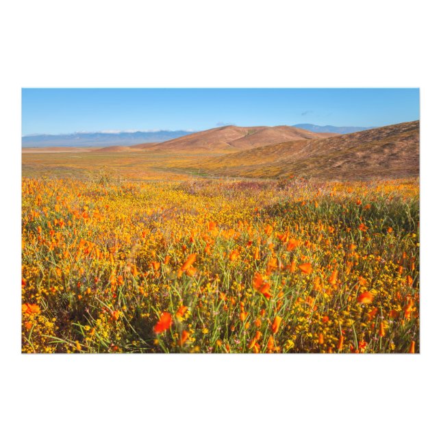 Antelope Valley Fototryck (Framsidan)