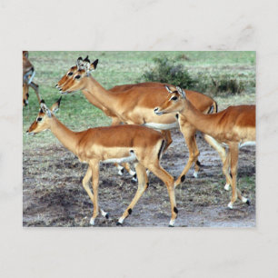 antelope vykort