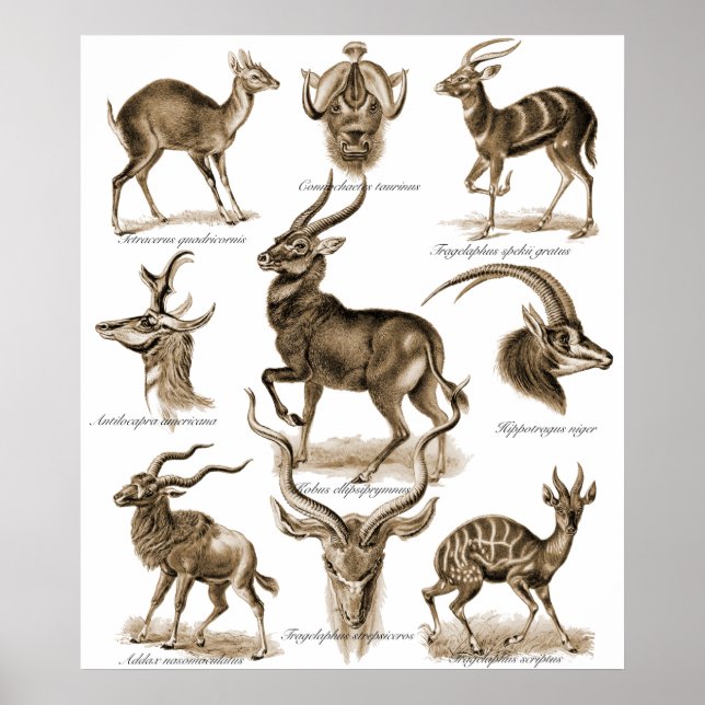 Antelopes Poster (Framsidan)