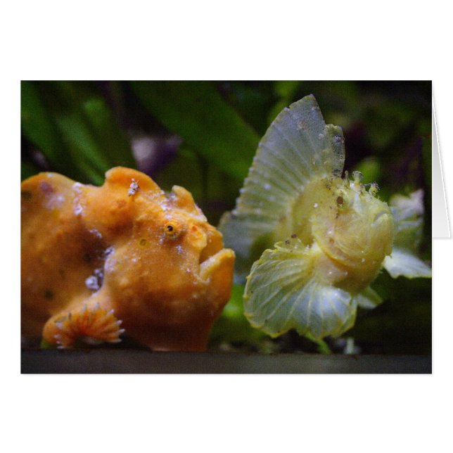 Antennarius commerson & Taenianotus triacanthus Hälsningskort (Framsidan Horizontal)