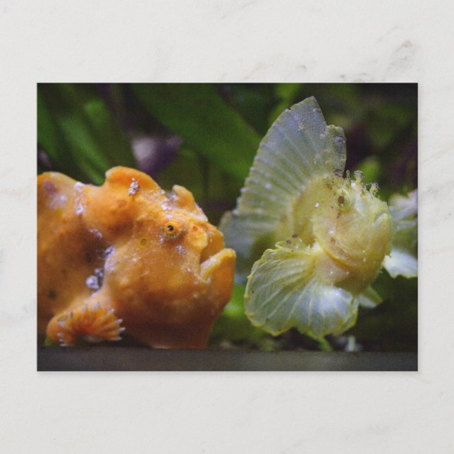 Antennarius commerson & Taenianotus triacanthus Vykort (Framsida)