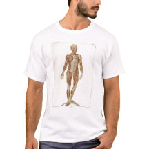 Anterior anatomi