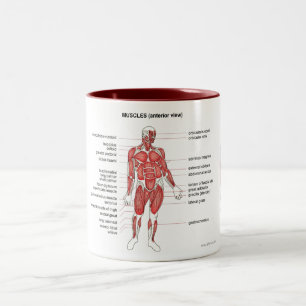 Anterior muskler (beskåda), noterar och kaffe Två-Tonad mugg