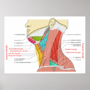 Anterior & Posterior Triangles Nacke Muscles Poster
