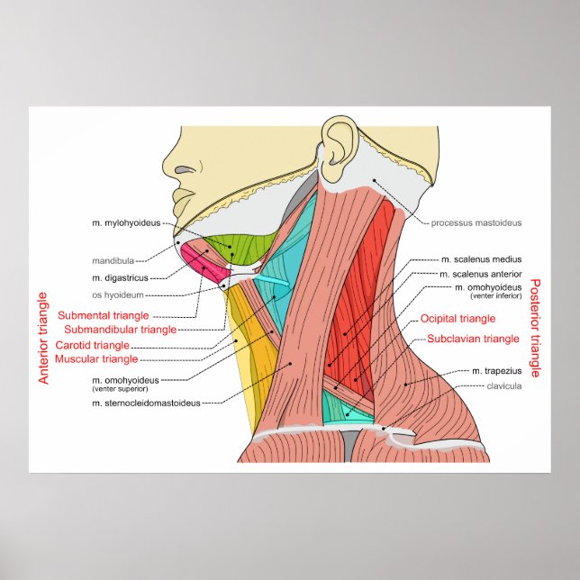 Anterior & Posterior Triangles Nacke Muscles Poster (Framsidan)