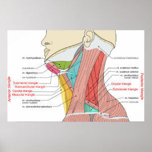 Anteriora Posteriora Trianglar nacke Anatomi Muskl Poster