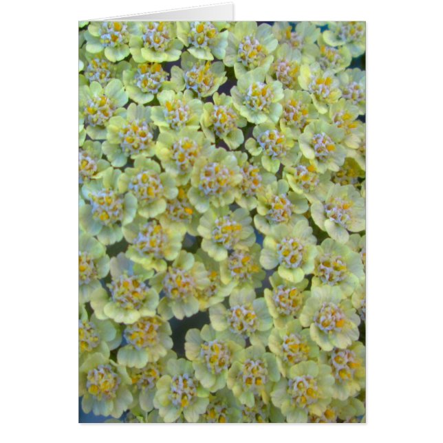 Anthea YPilslut Hälsningskort (Framsidan)