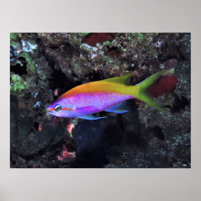 Anthia Poster (Framsidan)