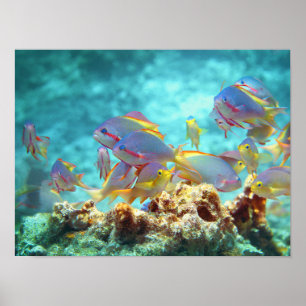 Anthias - Fläktande fiskskola i korallrev Poster