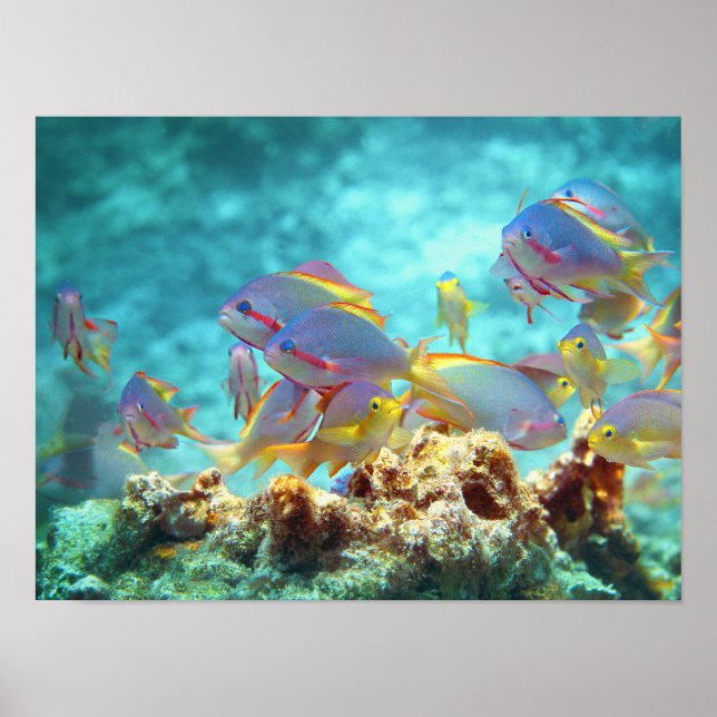 Anthias - Fläktande fiskskola i korallrev | Poster (Framsidan)