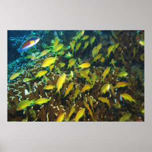 Anthias Reef Party Poster