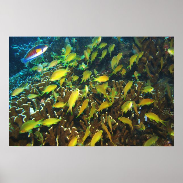 Anthias Reef Party Poster (Framsidan)