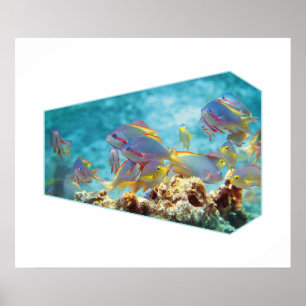 Anthiasfisk vid korallrev - Fotografisk design Poster