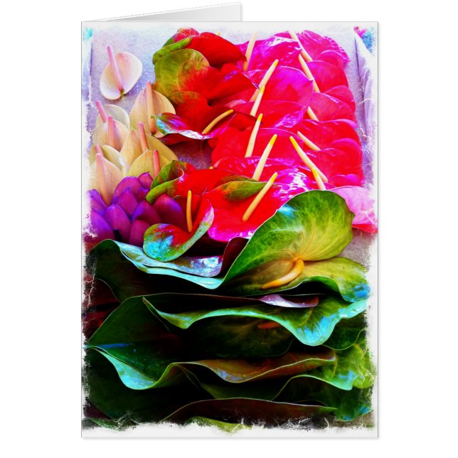 Anthiriums OBS Kort (Framsidan)