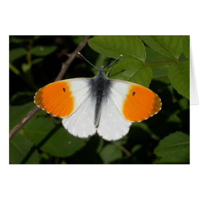 Anthocharis cardamines hälsningskort (Framsidan Horizontal)