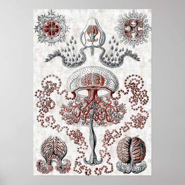 Anthomedusae Poster (Framsidan)