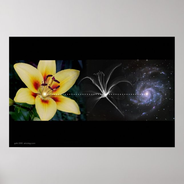 Anthony's Lily av Gregory Gallo Poster (Framsidan)