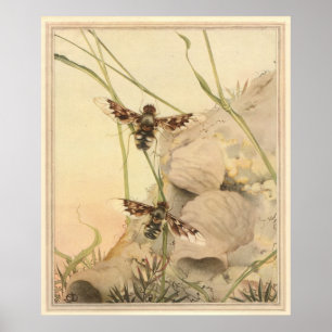 ANTHRAXFLUGAN - insektbokillustration Poster