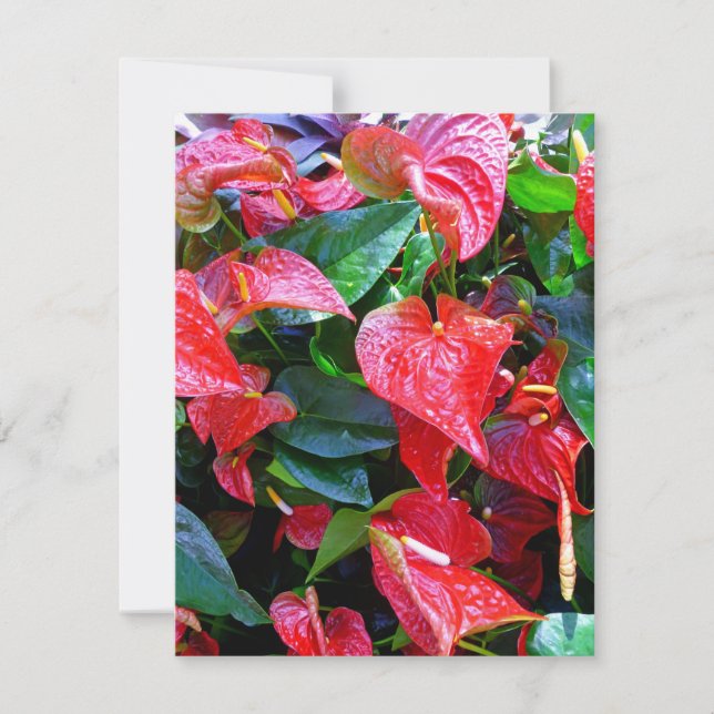 Anthurium (Framsida)