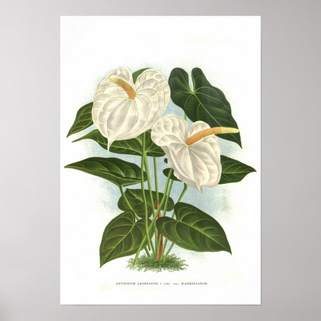 Anthurium andreanum poster (Framsidan)