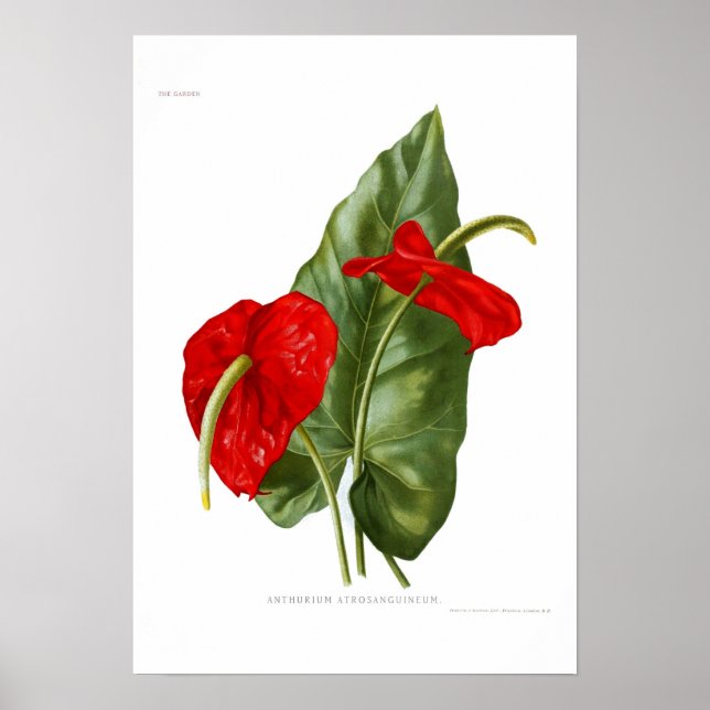 Anthurium atrosanguineum poster (Framsidan)