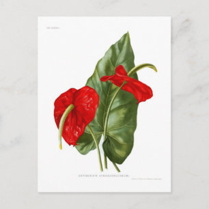 Anthurium atrosanguineum vykort