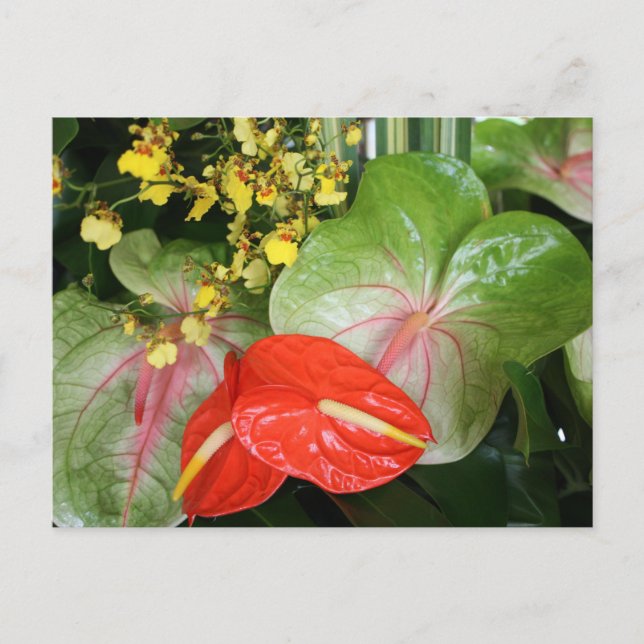 Anthurium Beauties! Vykort (Framsida)