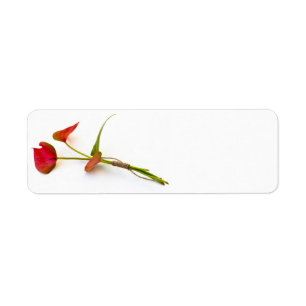 Anthurium-blomma Returadress Etikett
