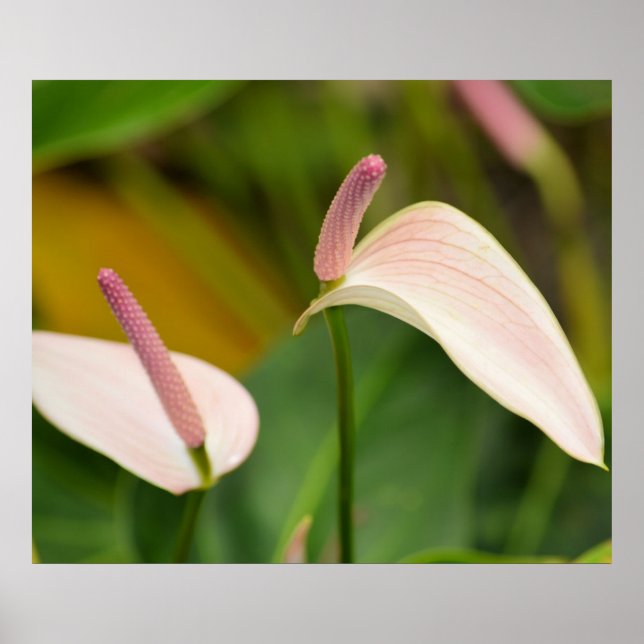Anthurium-blommor Poster (Framsidan)