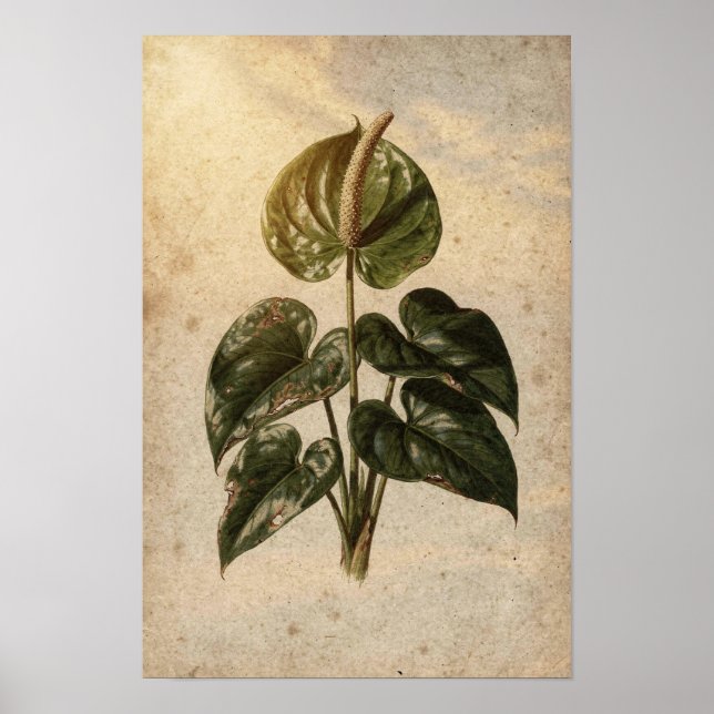 Anthurium Botanisk Affisch (Framsidan)