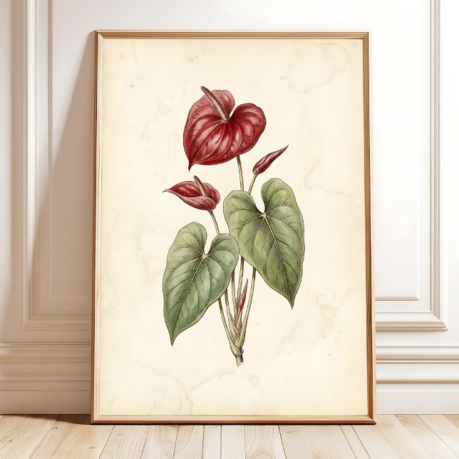 Anthurium Botaniskt Tryck Farmhouse Dekoration (Skapare uppladdad)