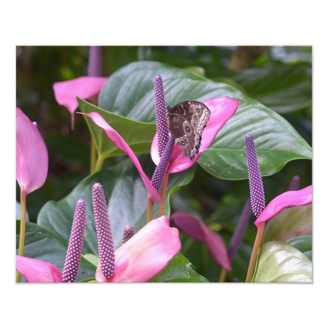 Anthurium Flower med Butterfly 20"x16" Foto (Framsidan)